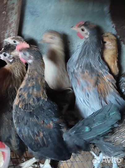 Куры молодки