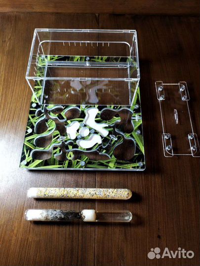 Муравьиная ферма