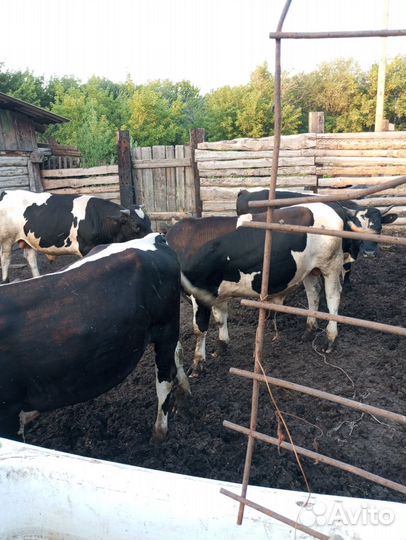 Быков 12 голов