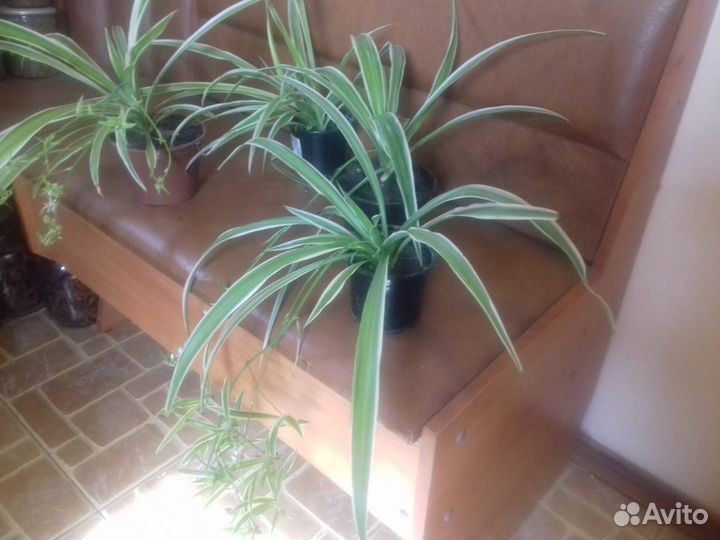 Хлорофитум хохлатый