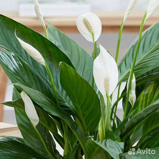 Спатифиллум