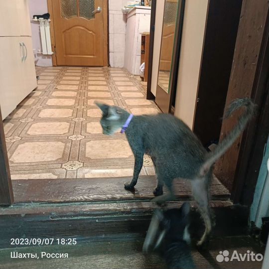 Донской сфинкс браш котята