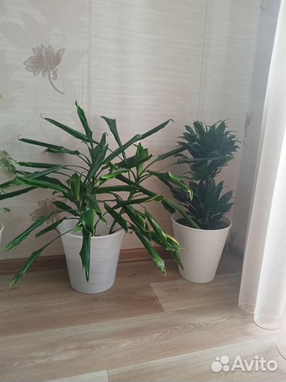 Комнатные цветы