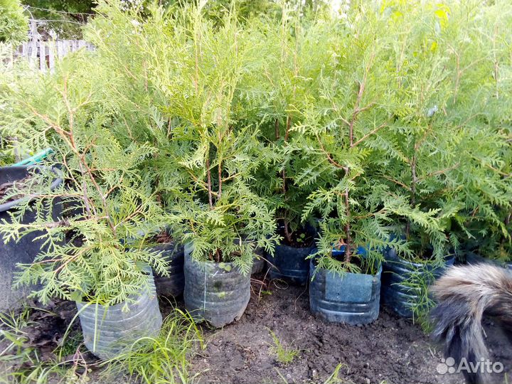 Туя для живой изгороди