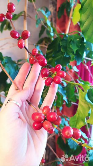 Кофейное дерево