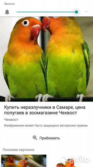 Пара неразлучников