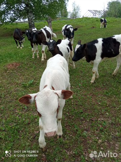 Бычки и телята от 2 месяцев до 5, тёлки