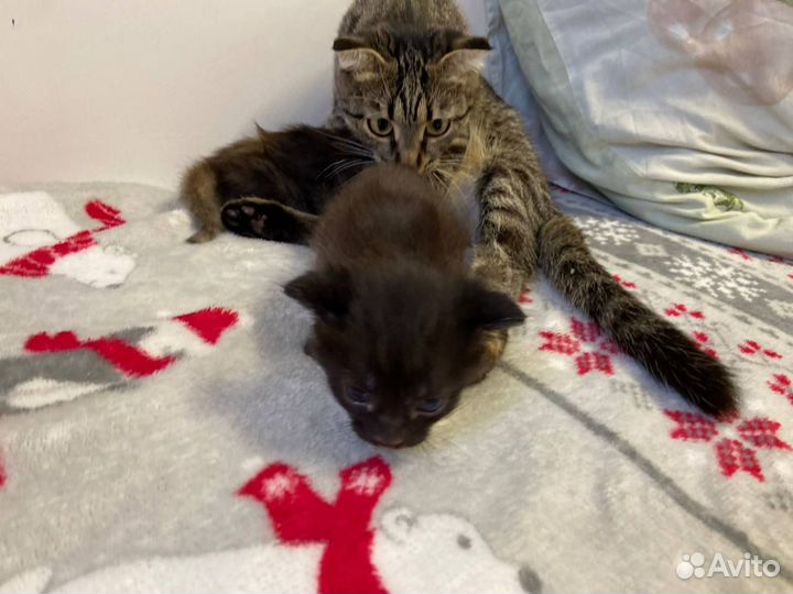 Отдам в добрые руки