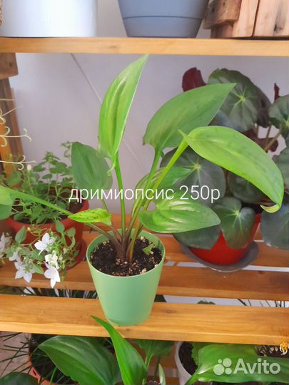 Продам цветы комнатные