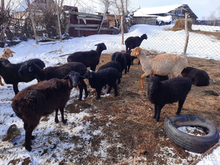 Продам Баранов