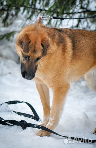 Саванна (собака в дар)