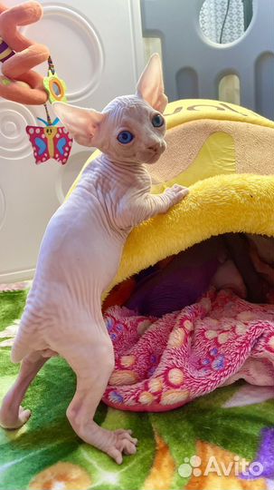 Канадский сфинкс