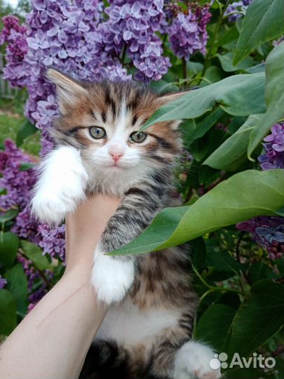 Пушистый котенок