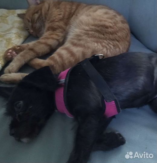 Аффенпинчер