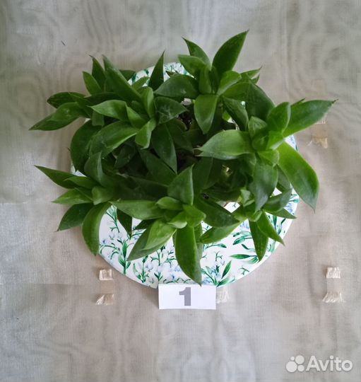 Суккуленты