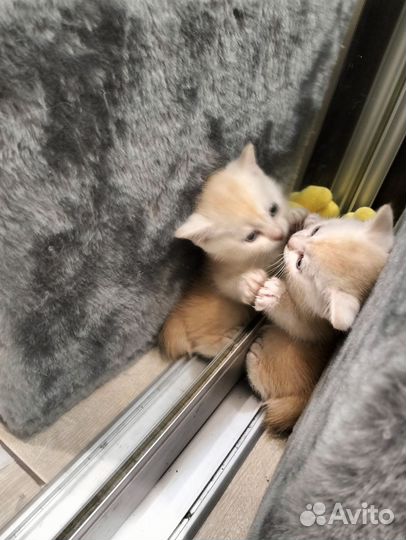 Шотландские котята