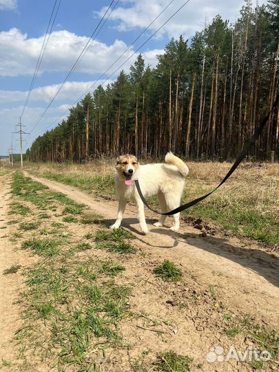 Собака в добрые руки