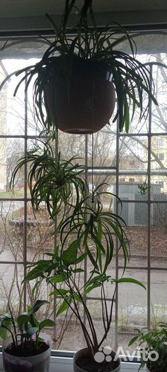 Хлорофитум зеленый