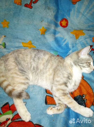 Отдам котят