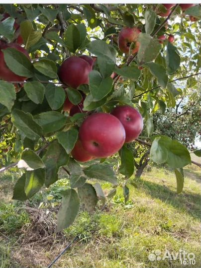 Яблоки Джонатан маленькие и большие около 160кор