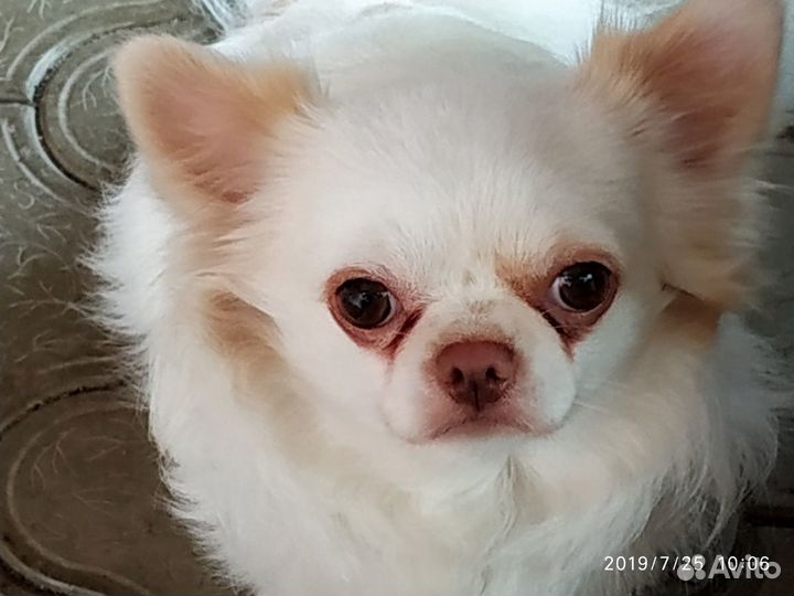 Чихуахуа вязка бесплатно