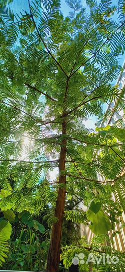 Метасеквойя