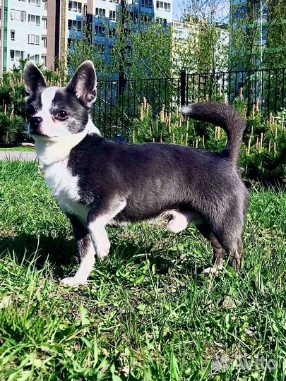 Вязка кобель чихуахуа