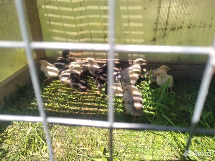 Утята, цыплята, индюшата