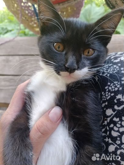 Отдам бесплатно