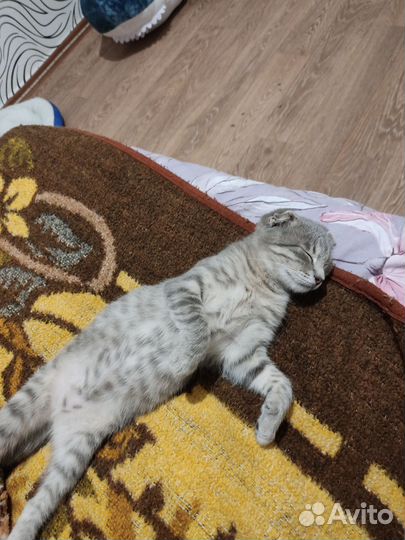 Отдам в добрые руки
