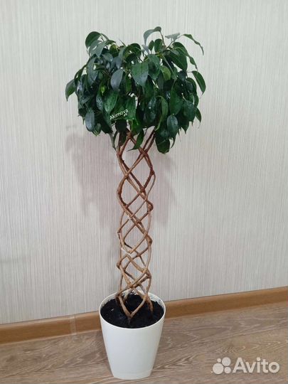 Фикусы сортовые разные 2