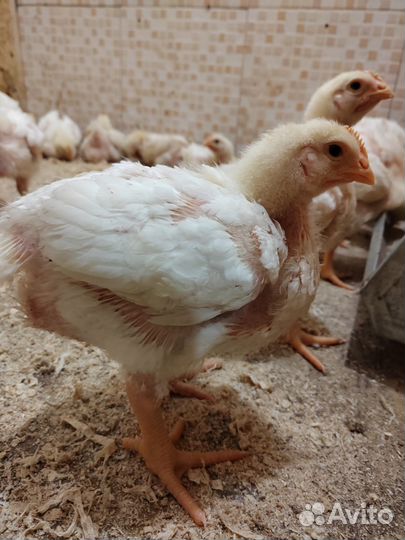 Цыплята бройлеры Кобб-500 18 суток