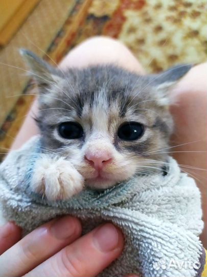 Котёнок в самые добрые руки