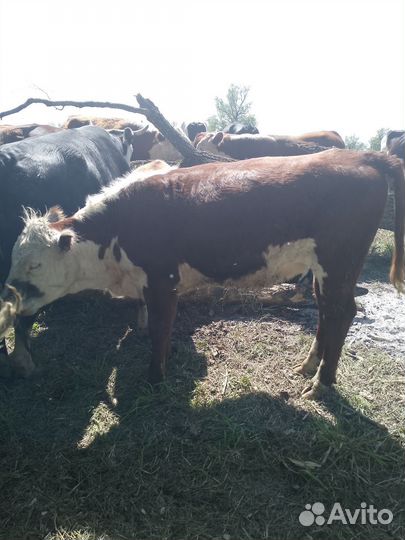 Телки герефорд