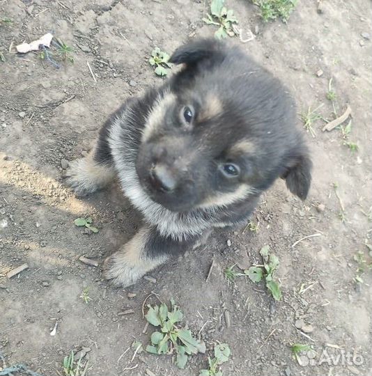 Щенки овчарки