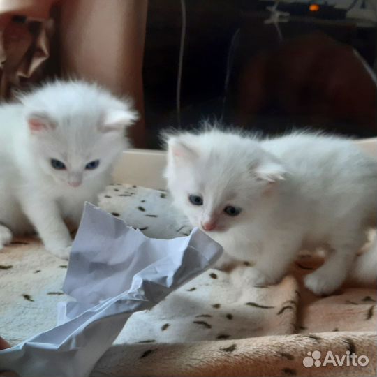 Котята в добрые руки, 1,5 месяца, пушистые, белые