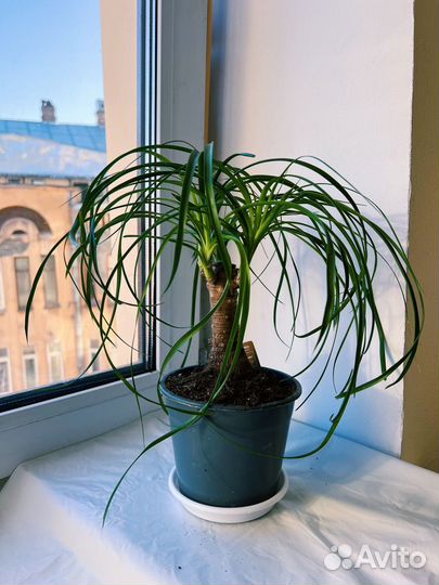 Бутылочное дерево нолина Бокарнея