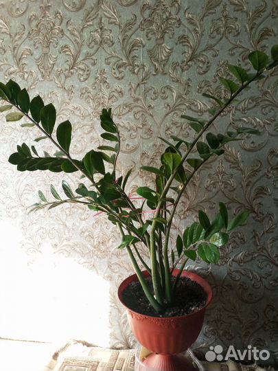 Замиокулькас