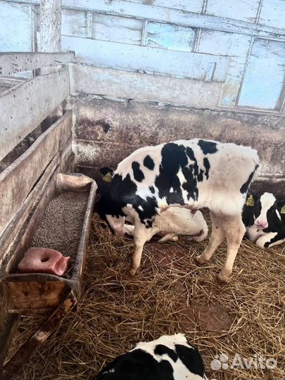 Крс телята бычки с быстрой доставкой