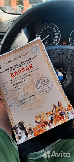 Вельш-корги пемброк вязка