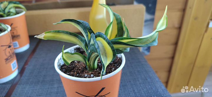 Сансевиерия Винтовая Венди