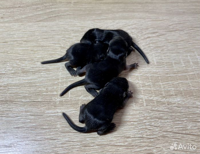 Песчанки