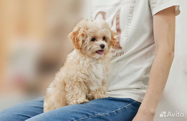 Щенок мальтипу мальчик