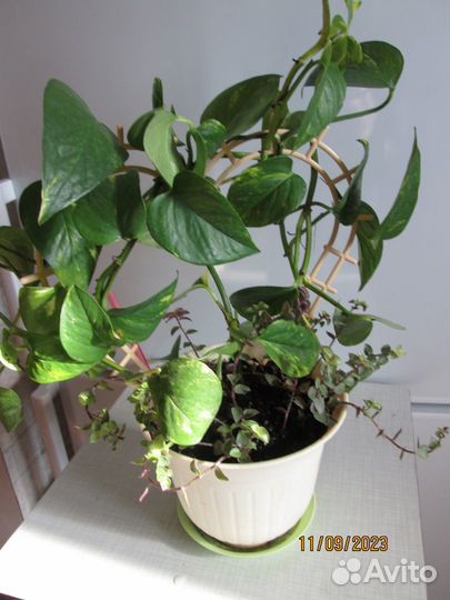 Продам цветы комнатные