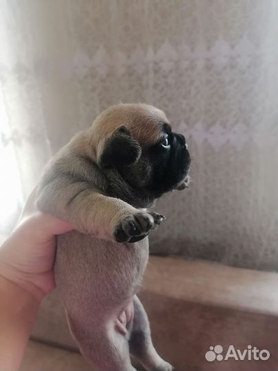 Французский бульдог