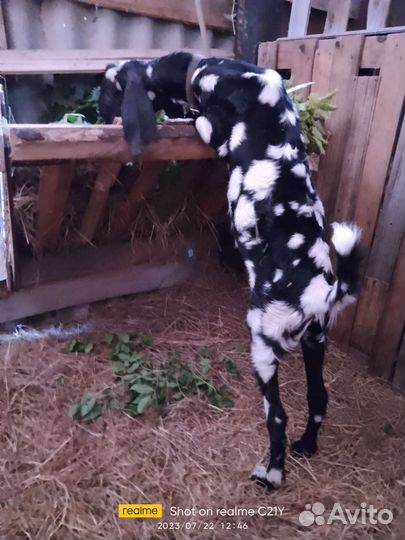 Нубийский козел