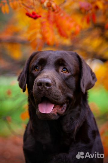 Вязка лабрадор