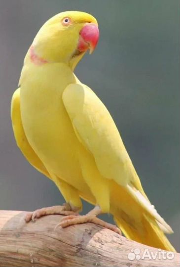 Ожереловый попугай