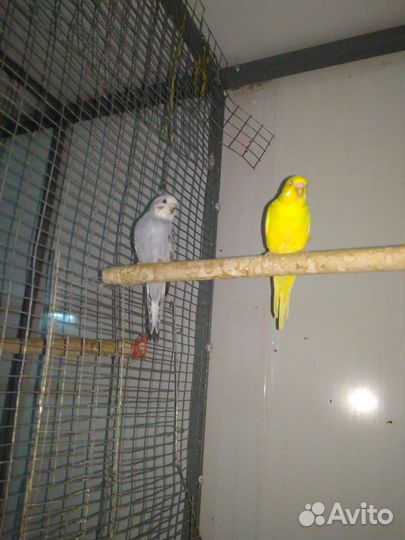 Попугай чехи