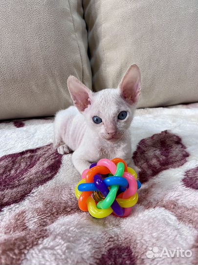 Котята Донского сфинкса